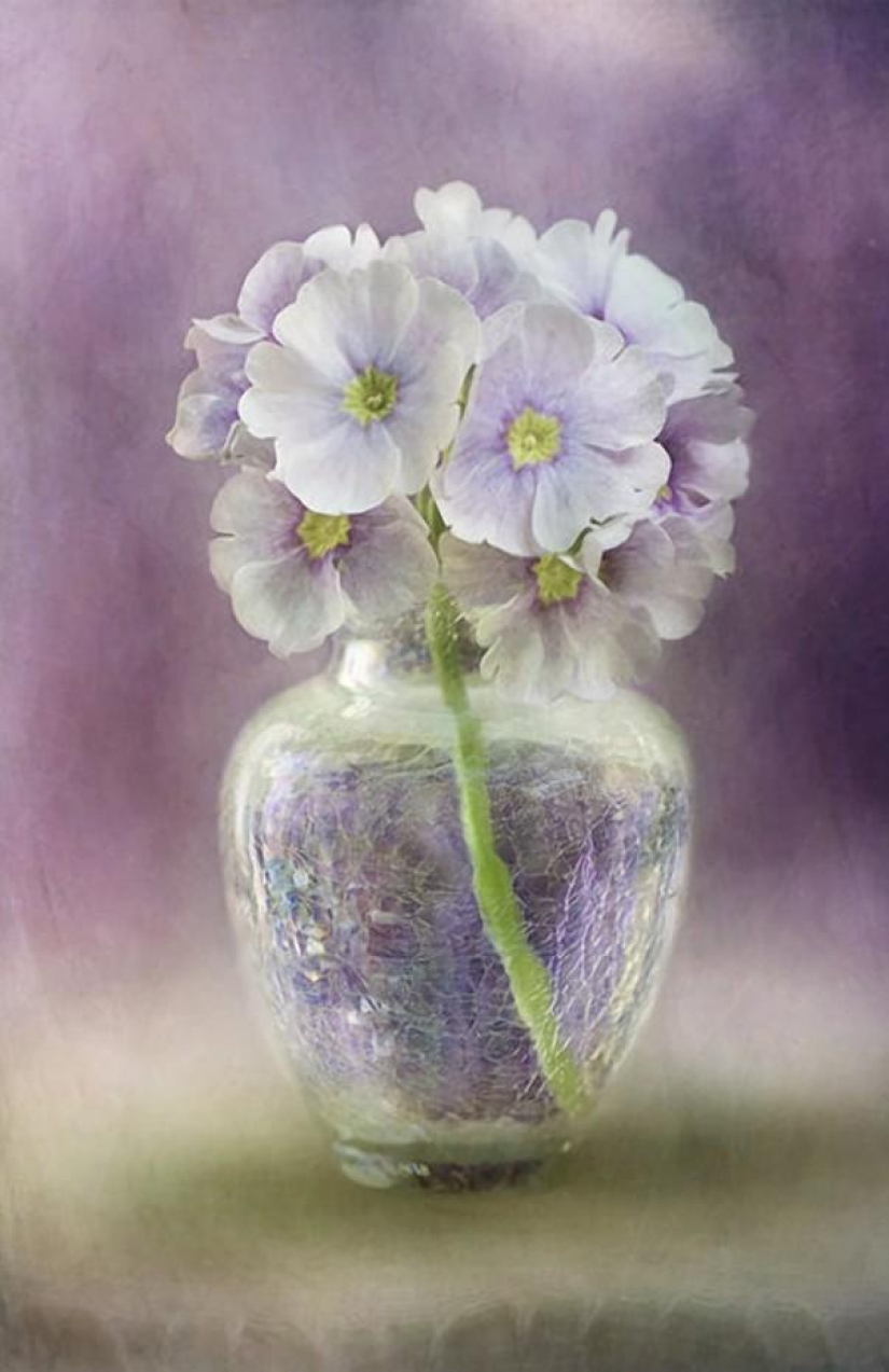 Incredibly delicate work by photographer Mandy Disher