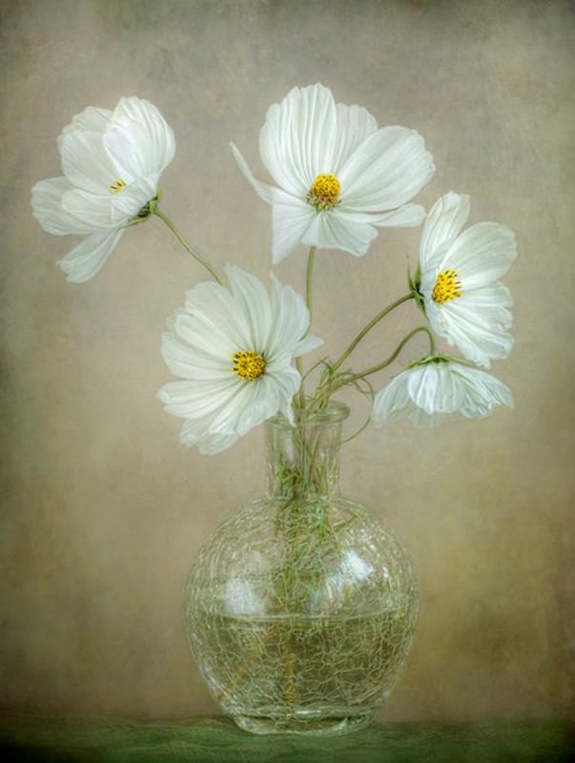 Incredibly delicate work by photographer Mandy Disher