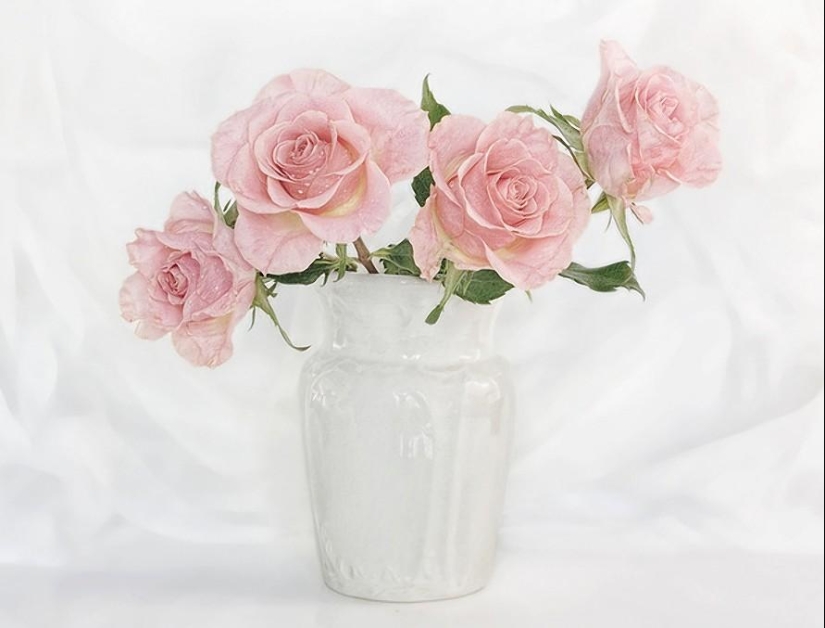 Incredibly delicate work by photographer Mandy Disher