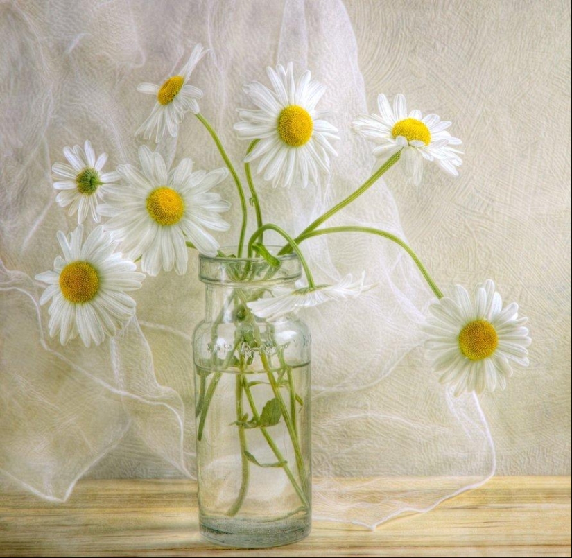 Incredibly delicate work by photographer Mandy Disher