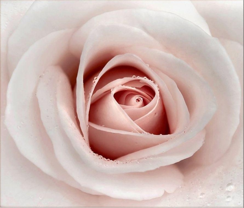 Incredibly delicate work by photographer Mandy Disher