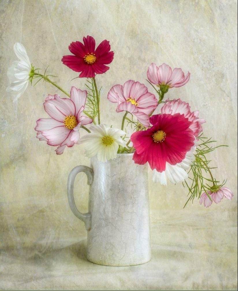 Incredibly delicate work by photographer Mandy Disher