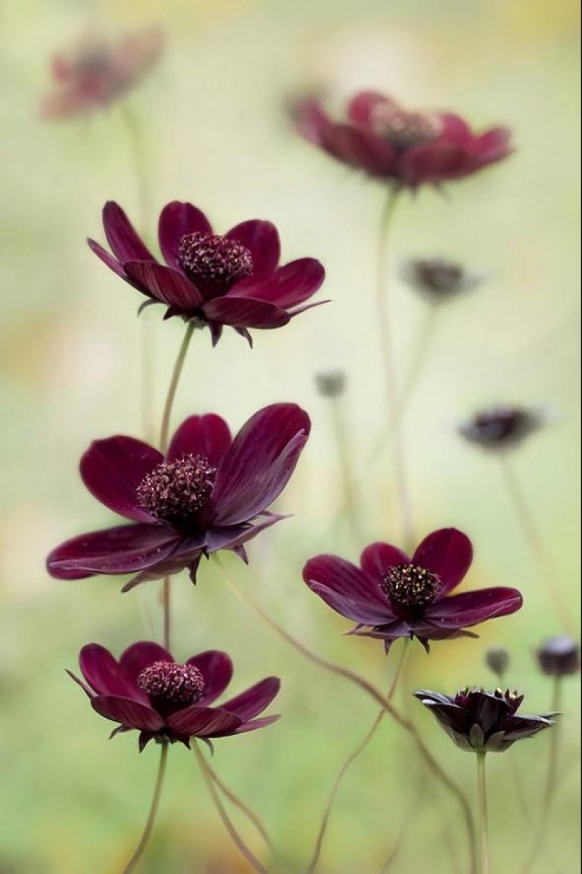 Incredibly delicate work by photographer Mandy Disher