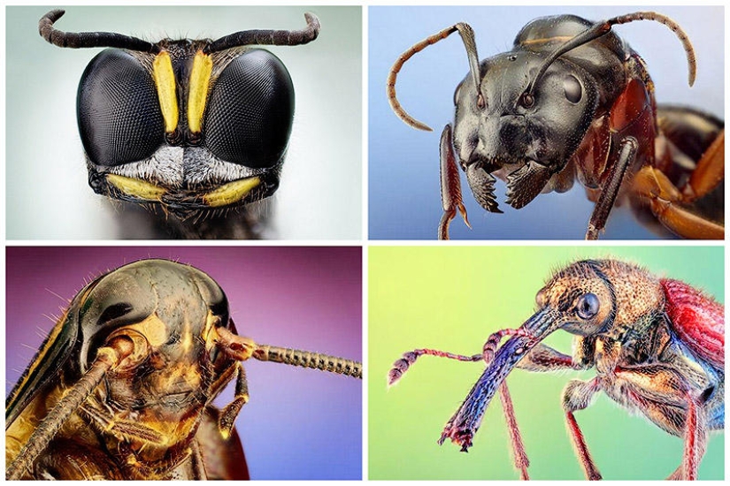 Insect portraits