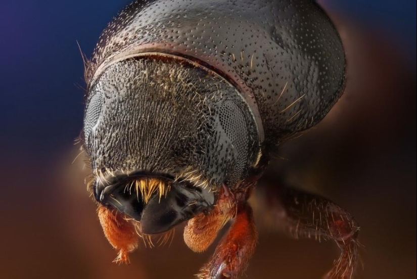 Insect portraits