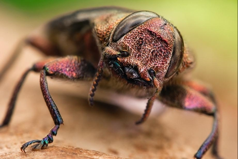 Insect portraits