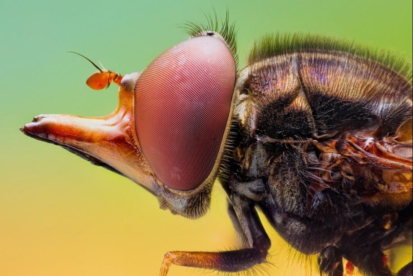 Insect portraits