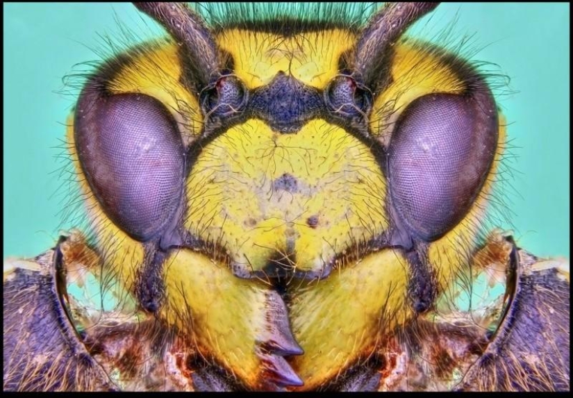 Insectos gigantes de Francis Pryor Insectos gigantes de Francis Pryor