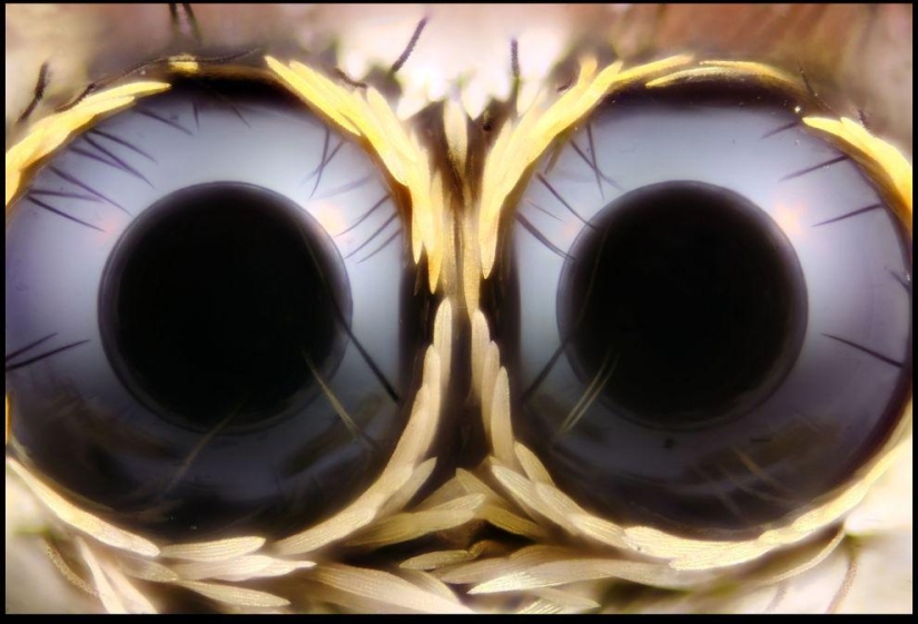 Insectos gigantes de Francis Pryor Insectos gigantes de Francis Pryor