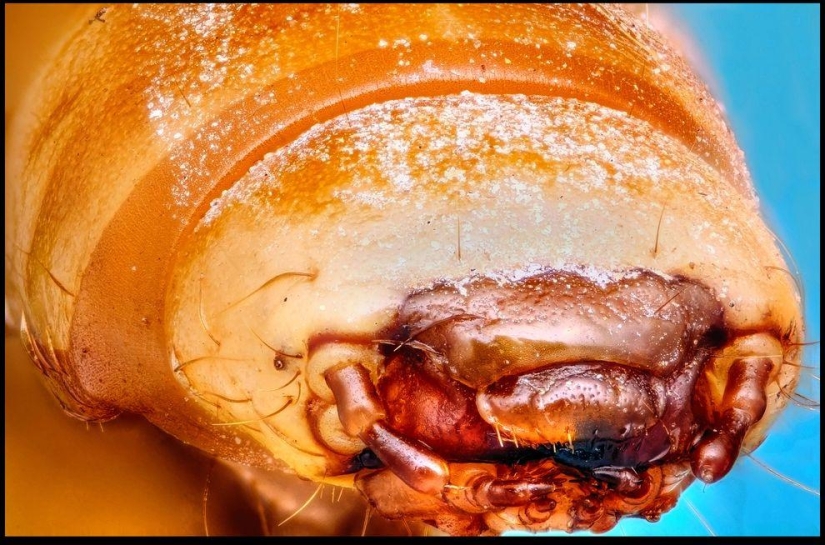 Insectos gigantes de Francis Pryor Insectos gigantes de Francis Pryor