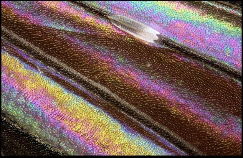 Insectos gigantes de Francis Pryor Insectos gigantes de Francis Pryor