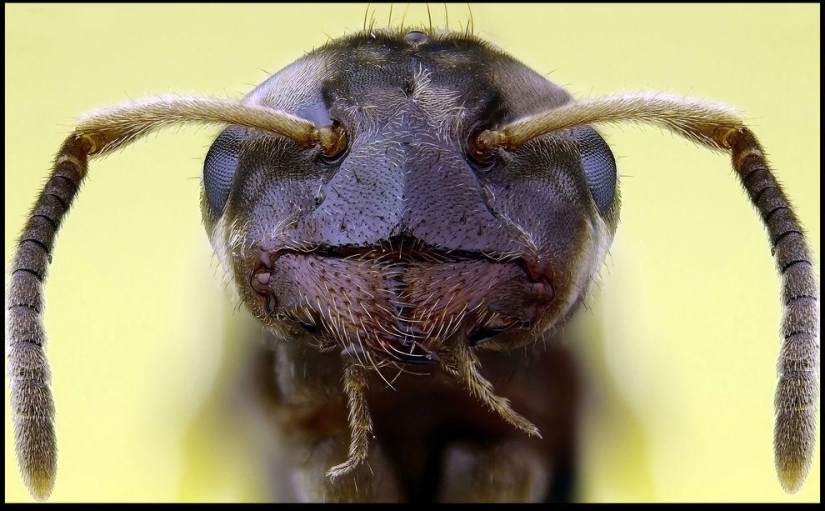 Insectos gigantes de Francis Pryor Insectos gigantes de Francis Pryor