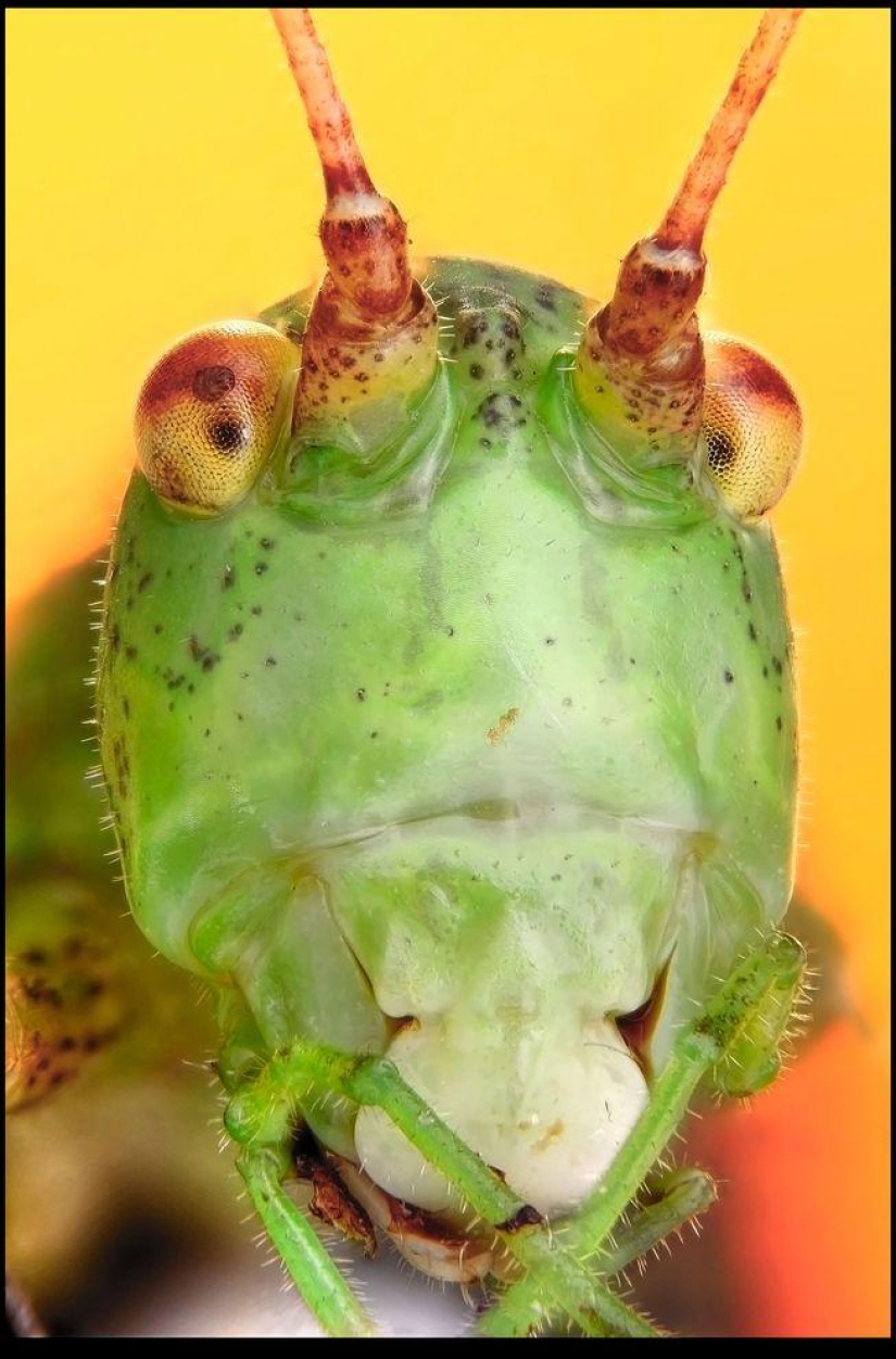 Insectos gigantes de Francis Pryor Insectos gigantes de Francis Pryor