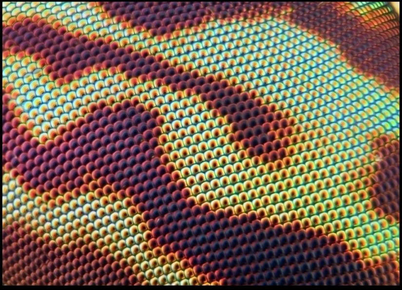 Insectos gigantes de Francis Pryor Insectos gigantes de Francis Pryor