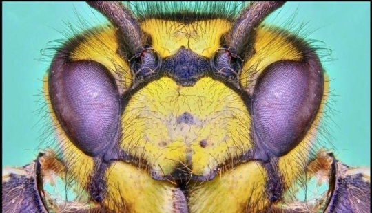 Insectos gigantes de Francis Pryor