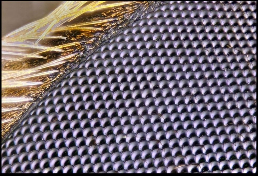 Insectos gigantes de Francis Pryor Insectos gigantes de Francis Pryor