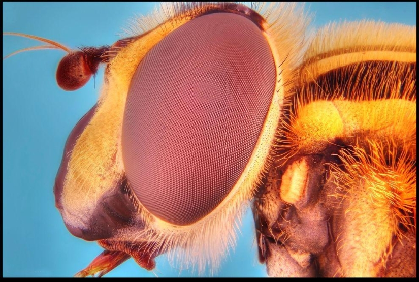 Insectos gigantes de Francis Pryor Insectos gigantes de Francis Pryor