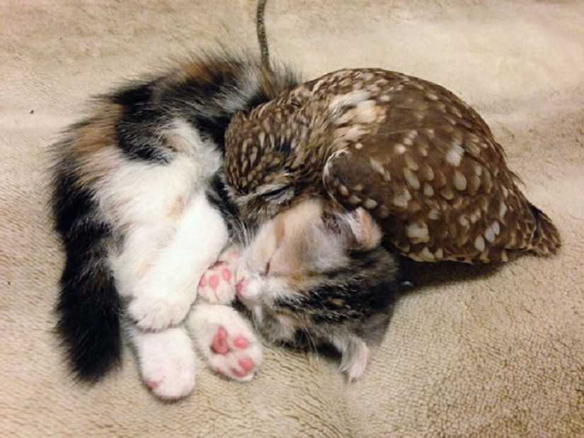Inseparable owlet and cat