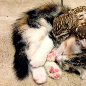Inseparable owlet and cat