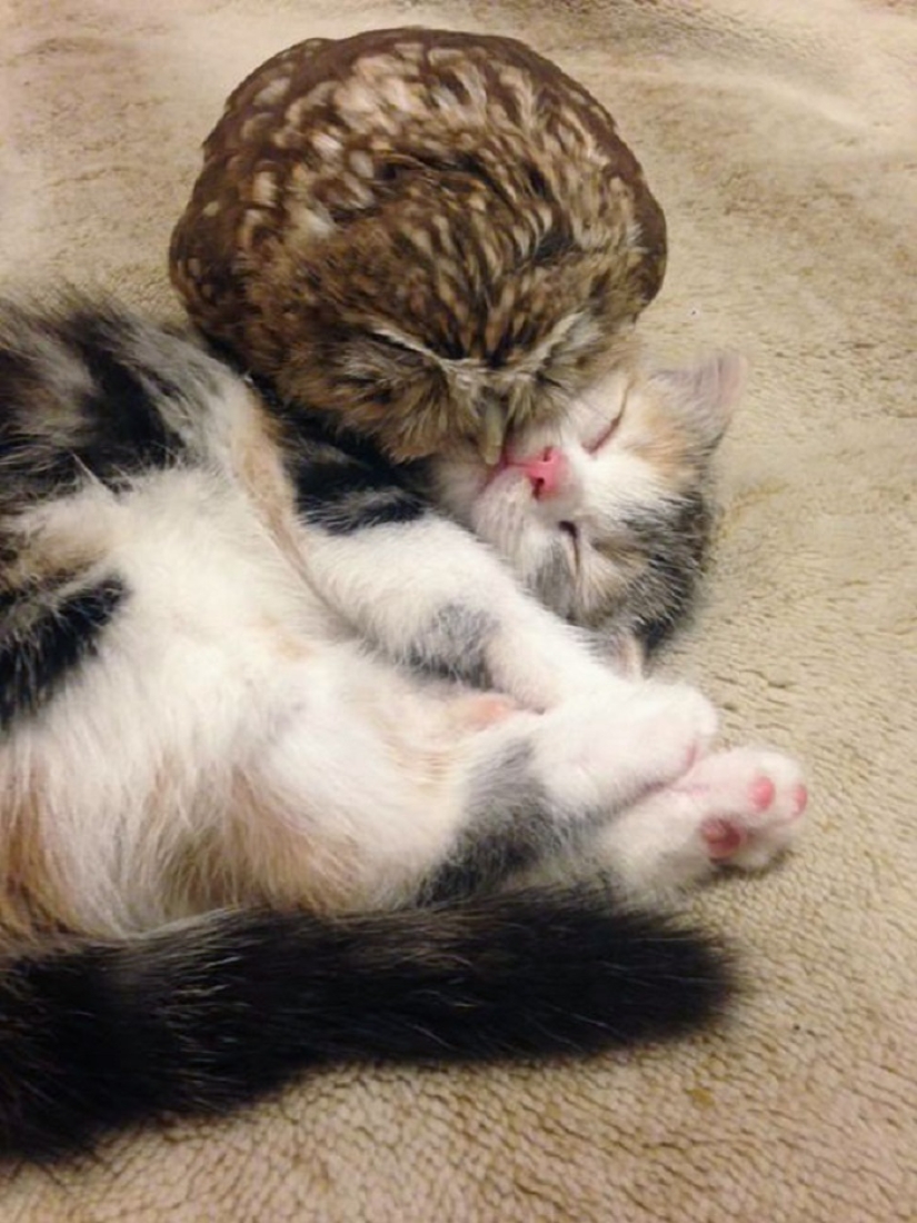 Inseparable owlet and cat