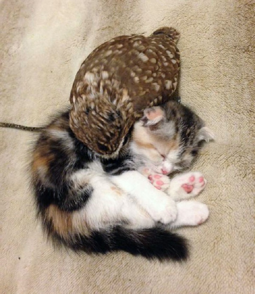 Inseparable owlet and cat