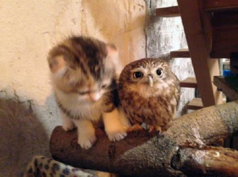 Inseparable owlet and cat