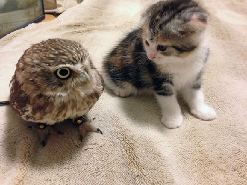 Inseparable owlet and cat