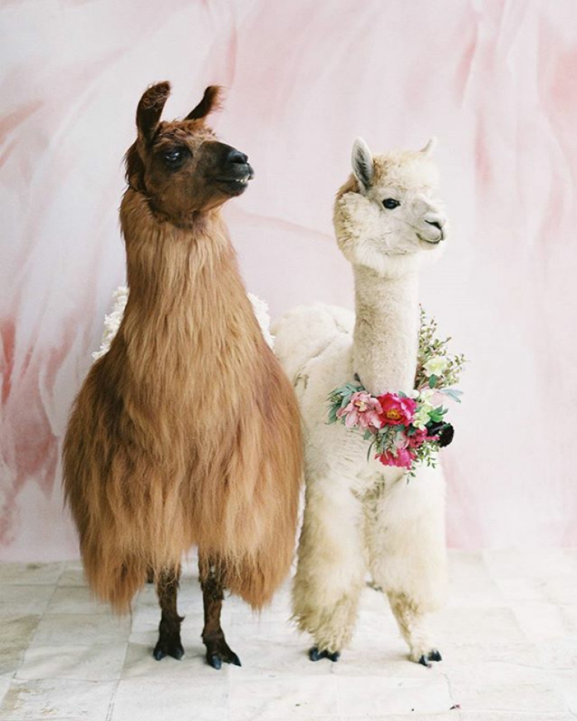 Instead of people, you can now invite a lama in a bow tie to a wedding
