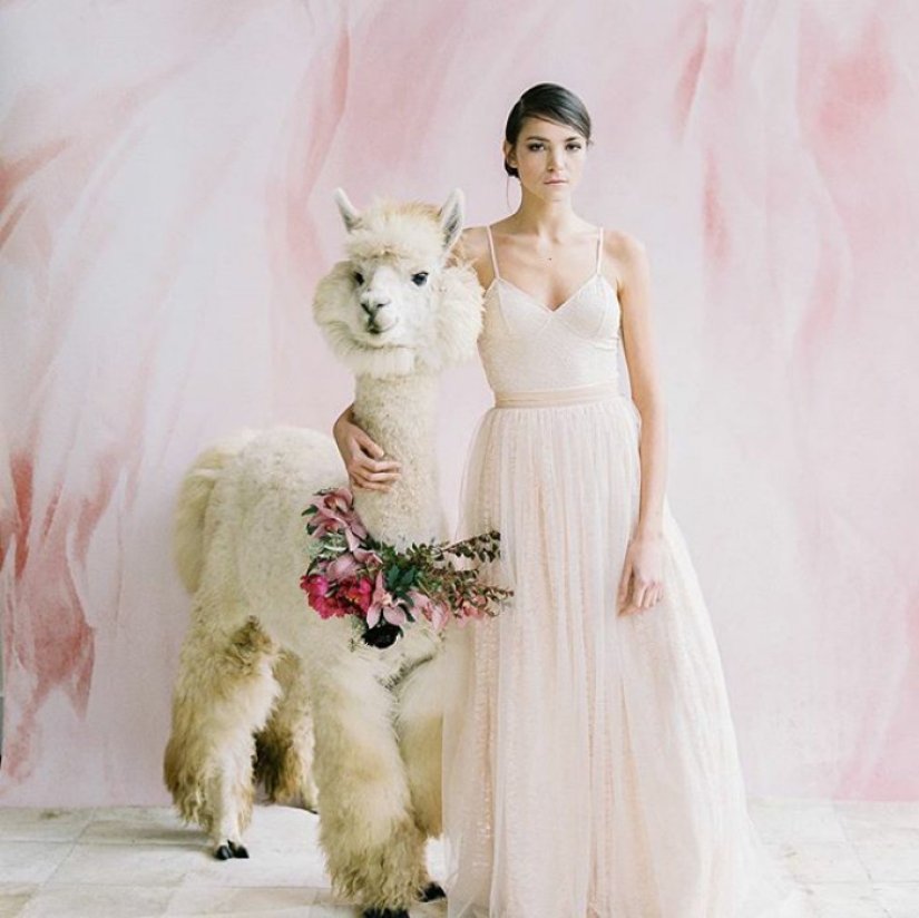 Instead of people, you can now invite a lama in a bow tie to a wedding