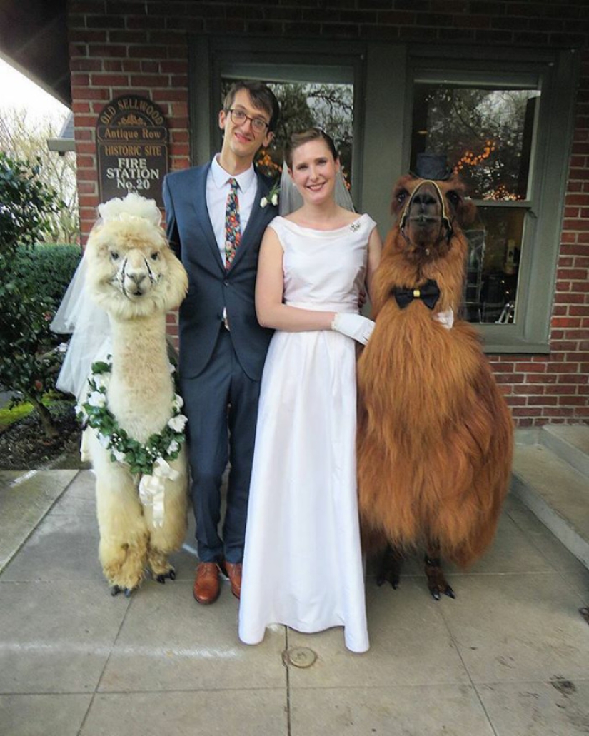 Instead of people, you can now invite a lama in a bow tie to a wedding