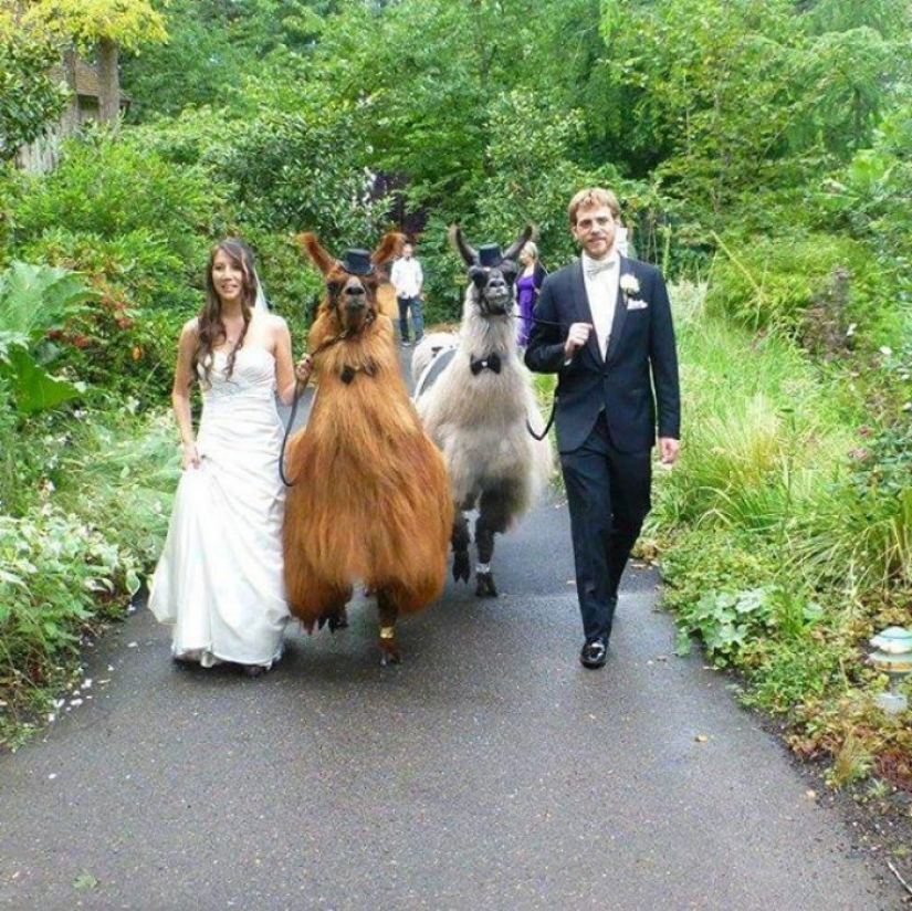 Instead of people, you can now invite a lama in a bow tie to a wedding