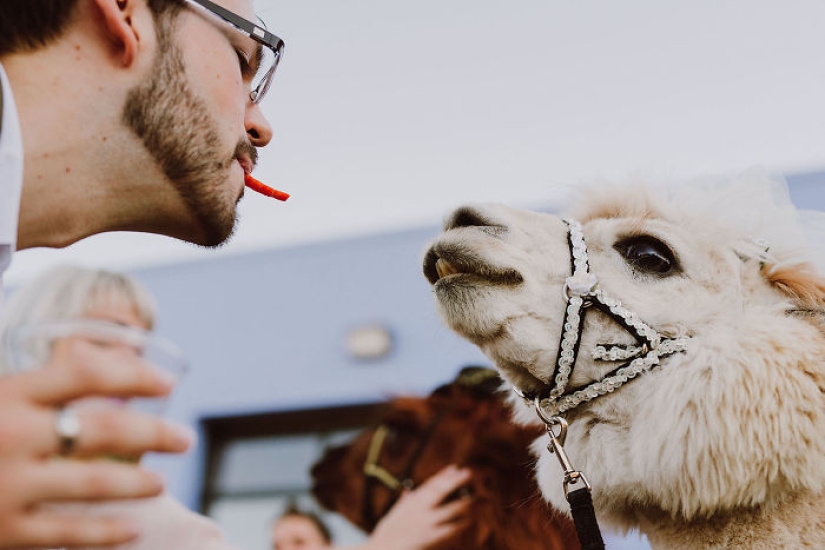 Instead of people, you can now invite a lama in a bow tie to a wedding
