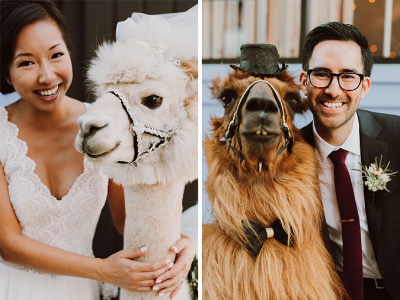 Instead of people, you can now invite a lama in a bow tie to a wedding