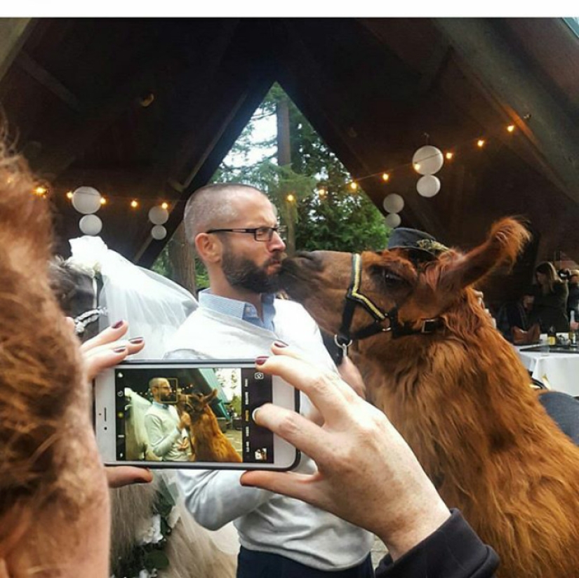Instead of people, you can now invite a lama in a bow tie to a wedding