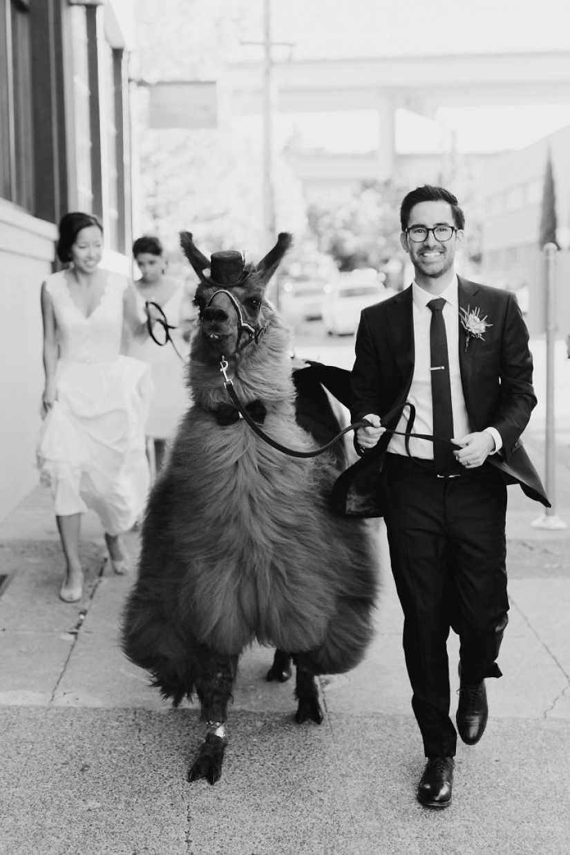 Instead of people, you can now invite a lama in a bow tie to a wedding