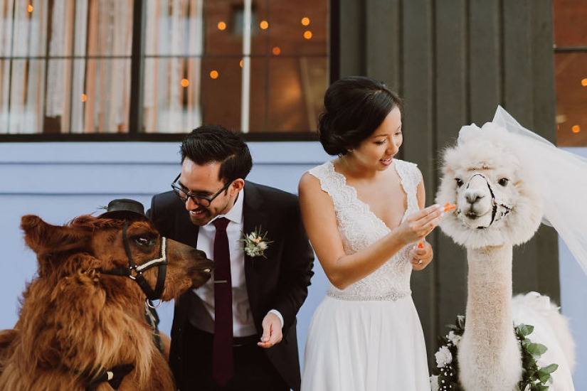 Instead of people, you can now invite a lama in a bow tie to a wedding