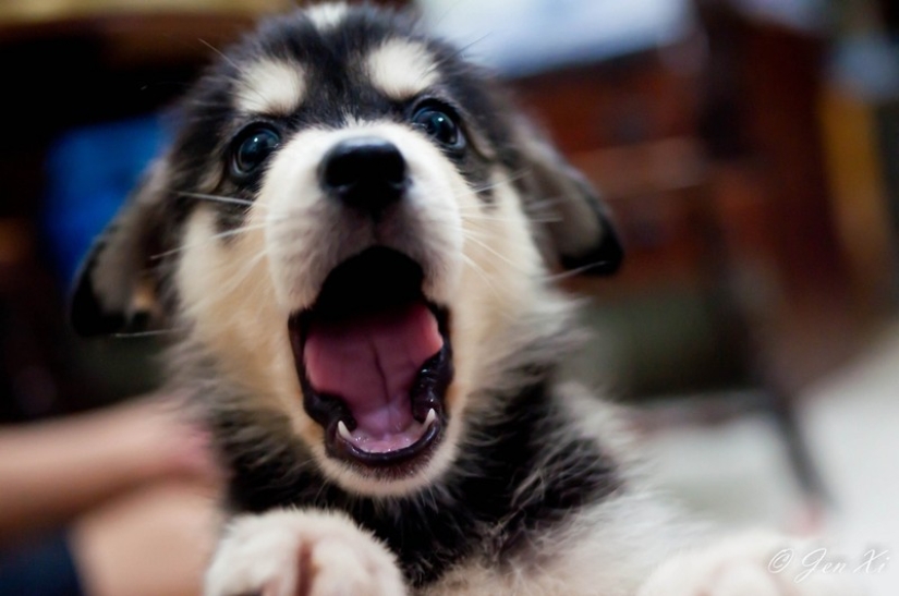 Intenta ver esta publicación y nunca bostezar.