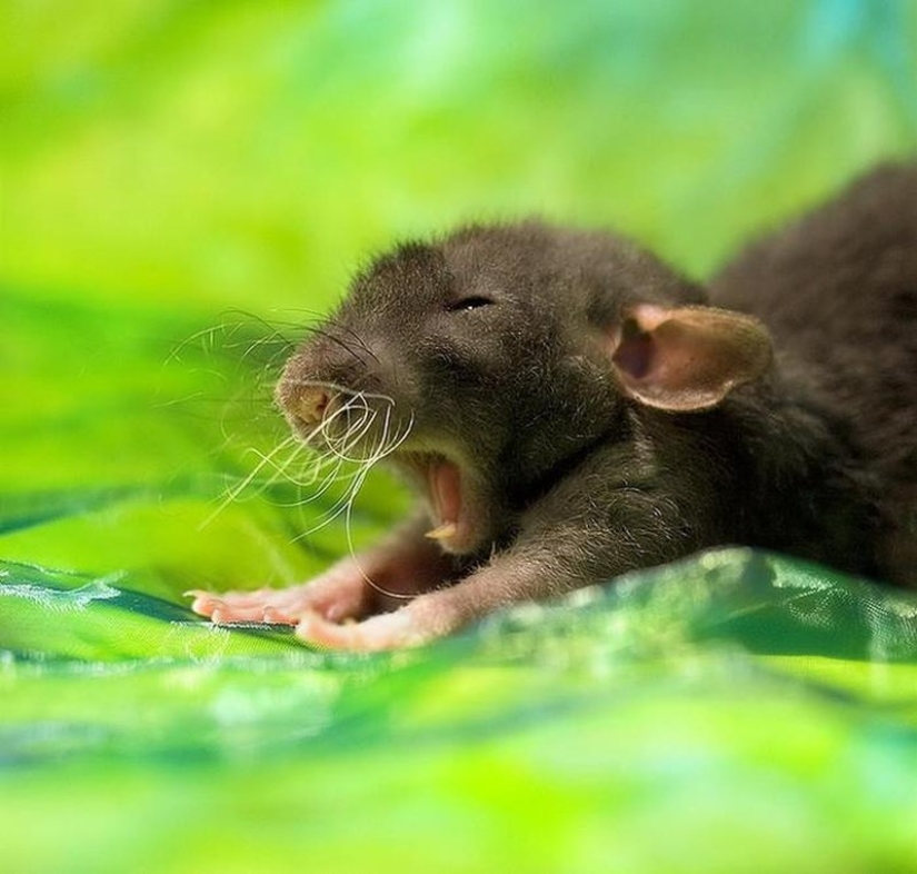 Intenta ver esta publicación y nunca bostezar.