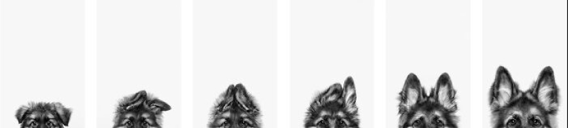 International Pet Photographer Of The Year Awards: 15 Best Images Of 2023