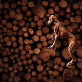 International Pet Photographer Of The Year Awards: 15 Best Images Of 2023