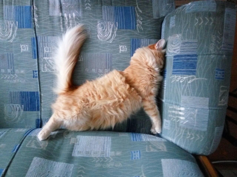 Internet de los gatos: ahora puedes controlar a tu mascota desde tu smartphone