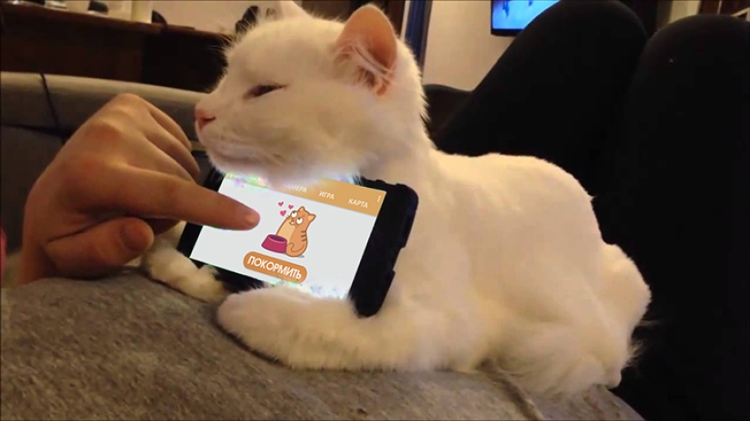 Internet of cats: now you can control your pet from your smartphone Internet of cats: now you can control your pet from your smartphone