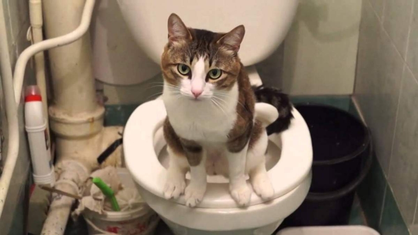 Internet of cats: now you can control your pet from your smartphone Internet of cats: now you can control your pet from your smartphone