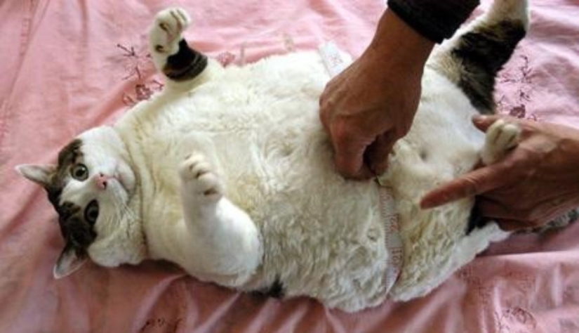 Internet of cats: now you can control your pet from your smartphone Internet of cats: now you can control your pet from your smartphone