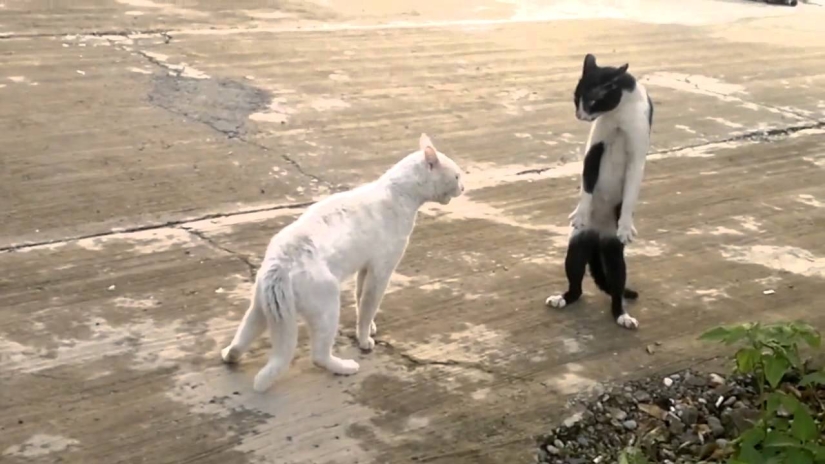 Internet of cats: now you can control your pet from your smartphone Internet of cats: now you can control your pet from your smartphone