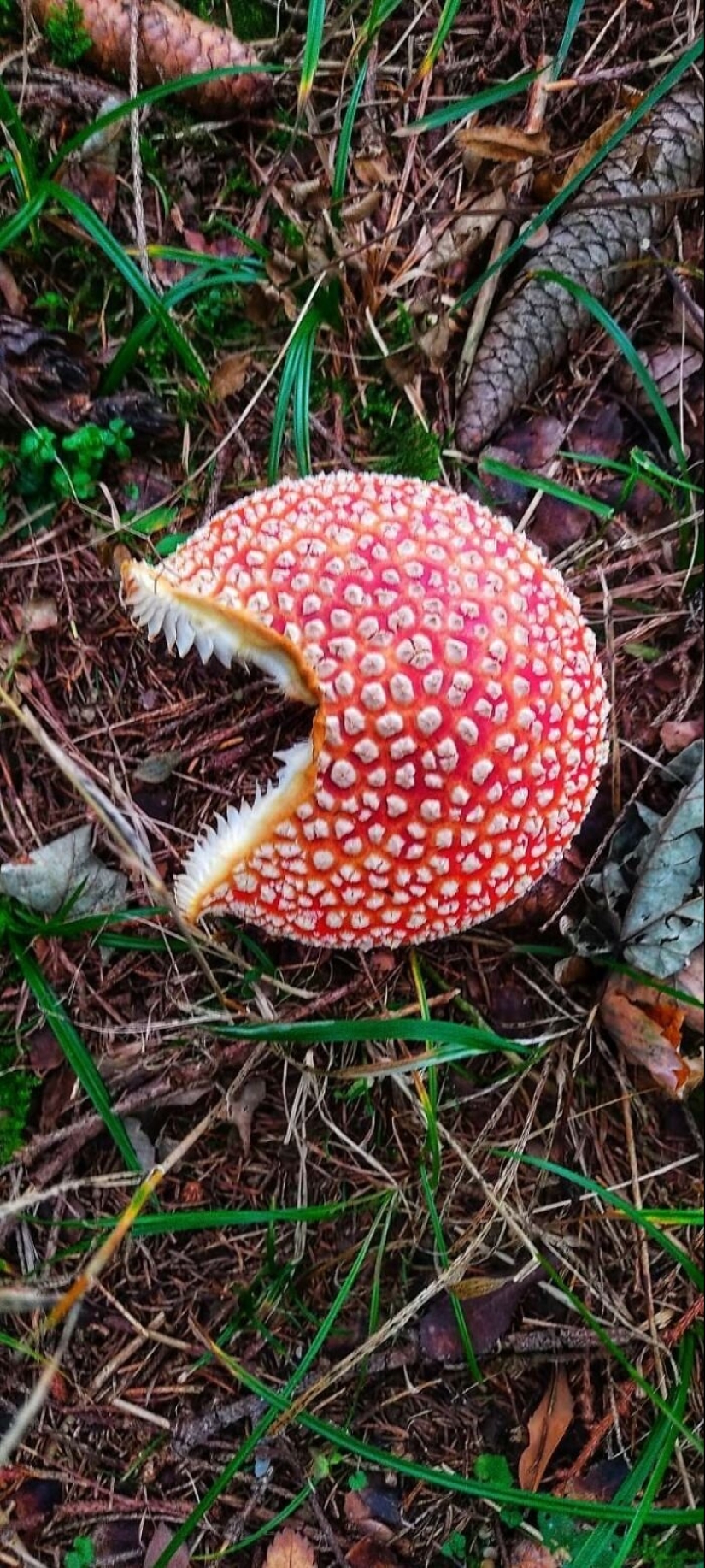 Inventor de la naturaleza: 10 hongos con un "diseño" sorprendente