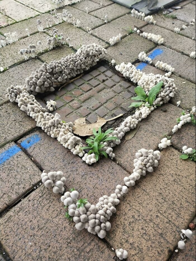 Inventor de la naturaleza: 10 hongos con un "diseño" sorprendente