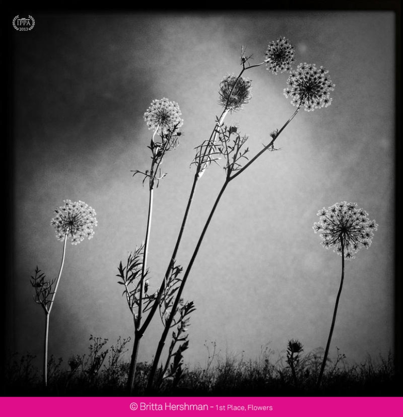 iPhone Photography Awards 2013 iPhone Photography Awards 2013