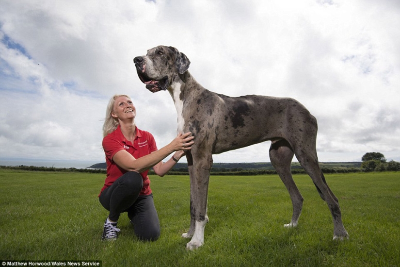 It seems that this is the tallest dog in the world: a two-meter Great dane weighing 76 kg