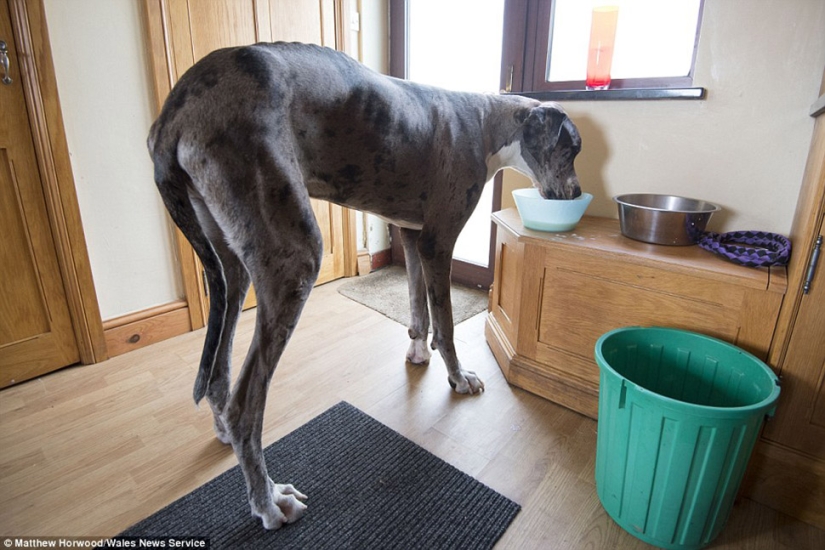 It seems that this is the tallest dog in the world: a two-meter Great dane weighing 76 kg It seems that this is the tallest dog in the world: a two-meter Great dane weighing 76 kg